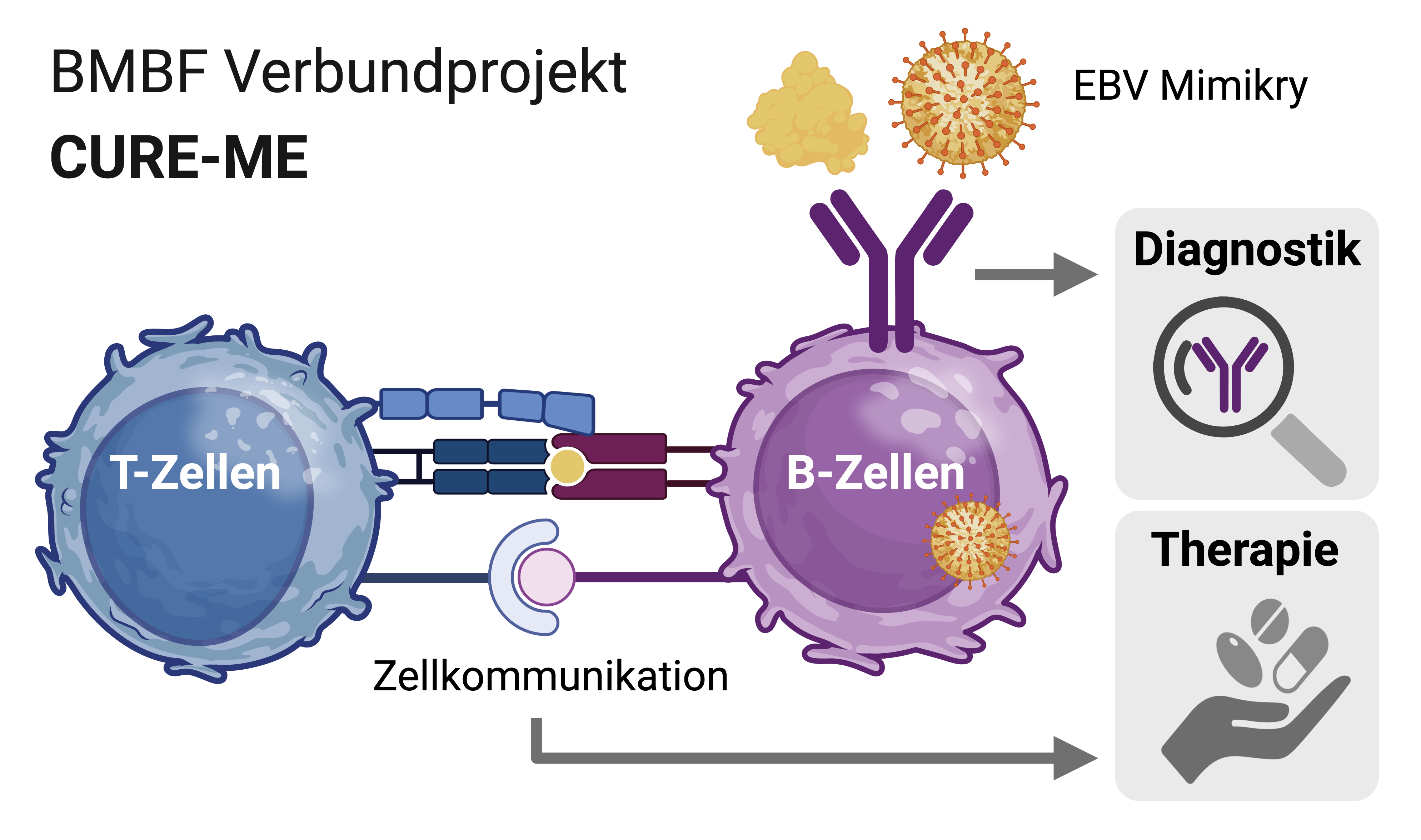 Wissenschaftliche Grafik. BMBF CURE-ME-Verbundprojekt, Zellkommunikation zwischen T- und B-Zellen, daraus abgeleitet werden Diagnostik und Therapie, am B-Zellenrezeptor findet eine EBV Mimikry statt
